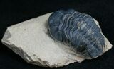 Bargain Reedops Trilobite - Inches #6913-3